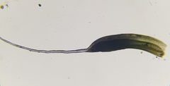 Tortula muralis muralis