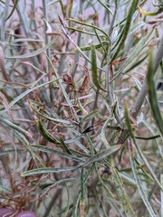 Asteromyia chrysothamni