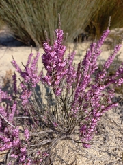 Erica inaequalis