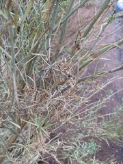 Asteromyia chrysothamni