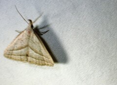Macrochilo absorptalis