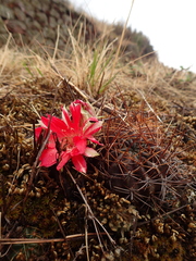 Lobivia hertrichiana