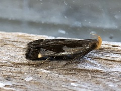 Dichomeris ochripalpella