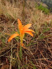 Eustephieae