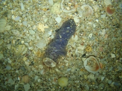 Ceriantheopsis americanus