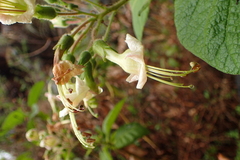 Nicotiana tomentosa