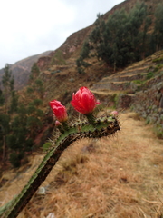 Corryocactus erectus