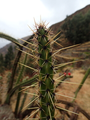 Corryocactus erectus