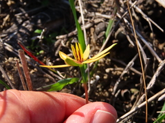Pauridia linearis
