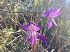 Gladiolus carinatus