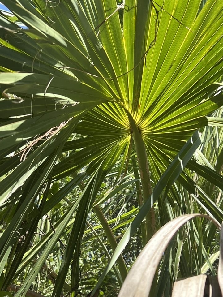 Sabal palmetto
