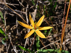 Pauridia linearis