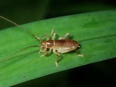 Nippancistroger testaceus