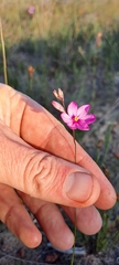 Ixia micrandra