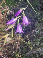 Gladiolus carinatus