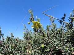 Roepera spinosa