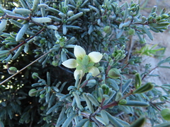 Roepera spinosa