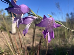 Gladiolus carinatus