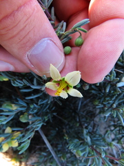 Roepera spinosa