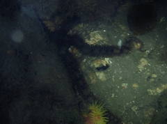 Ophiocoma echinata