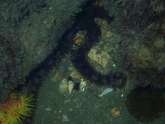 Ophiocoma echinata