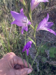 Gladiolus carinatus