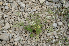 Heracleum ligusticifolium