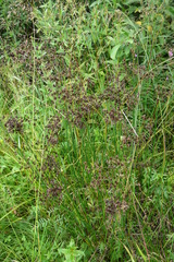Juncus atratus