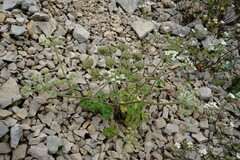 Heracleum ligusticifolium