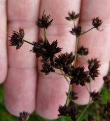 Juncus atratus