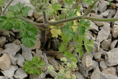 Heracleum ligusticifolium