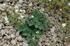Heracleum ligusticifolium