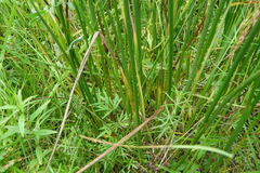 Juncus atratus