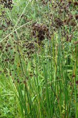 Juncus atratus