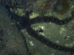 Ophiocoma echinata