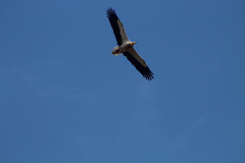 Neophron percnopterus