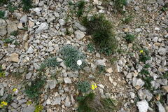 Convolvulus calvertii