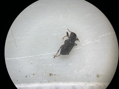 Microcylloepus