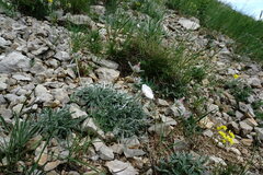 Convolvulus calvertii