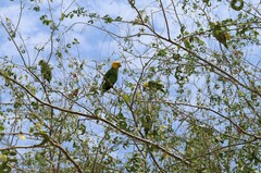 Amazona oratrix tresmariae
