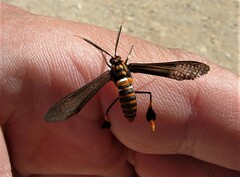 Horama panthalon texana