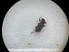 Microcylloepus