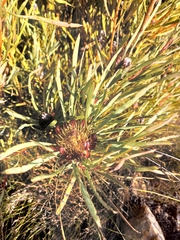 Protea acuminata