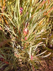 Protea acuminata