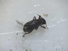 Microcylloepus