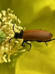 Lytta fulvipennis
