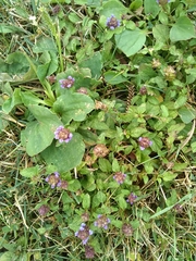 Prunella vulgaris