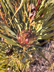 Protea acuminata