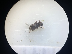 Microcylloepus