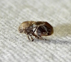 Clastoptera laevigata